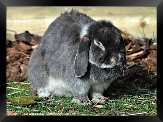 Dwarf Lop Eared Rabbit Framed Print by Fiona Williams