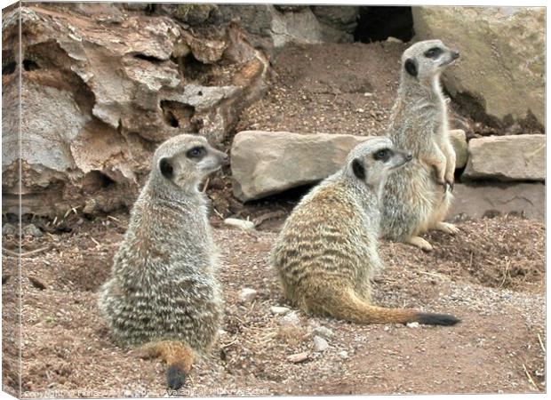 Meerkat Family Canvas Print by Fiona Williams