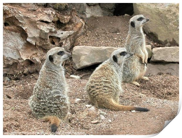 Meerkat Family Print by Fiona Williams