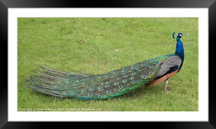Peacock with all his feathers closed Framed Mounted Print by Fiona Williams