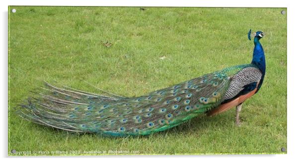 Peacock with all his feathers closed Acrylic by Fiona Williams