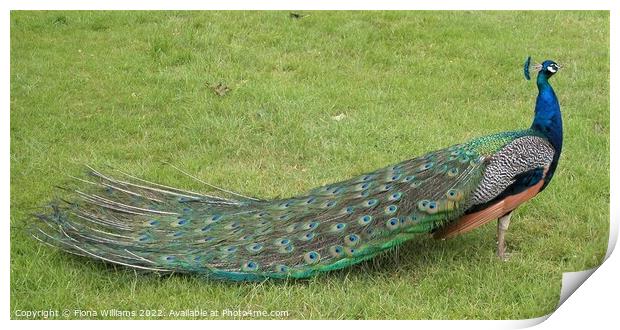 Peacock with all his feathers closed Print by Fiona Williams