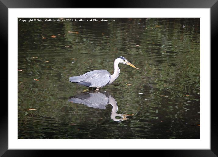 Crane Framed Mounted Print by Wood Stocker