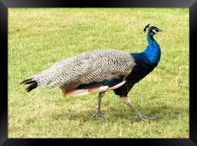 Peacock without tail feathers Framed Print by Fiona Williams