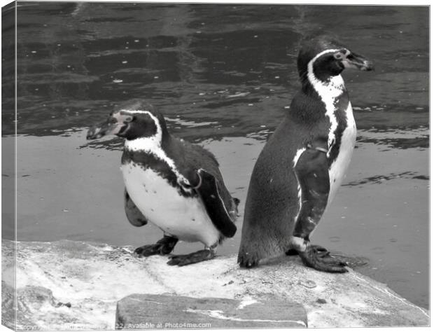 Two penguins in black and white Canvas Print by Fiona Williams