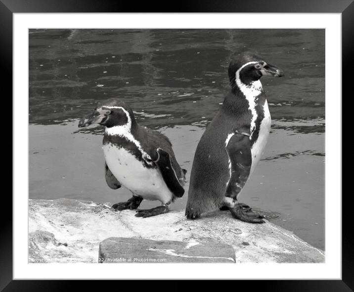 Two penguins in black and white Framed Mounted Print by Fiona Williams