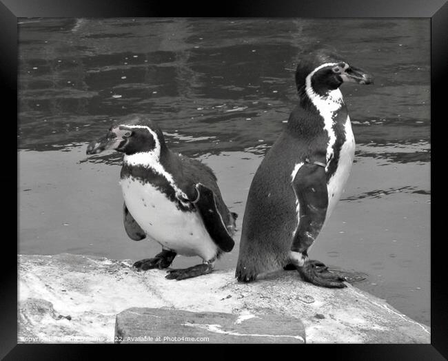 Two penguins in black and white Framed Print by Fiona Williams