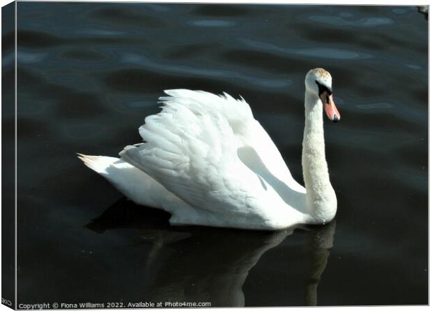 Single Swan on the water Canvas Print by Fiona Williams