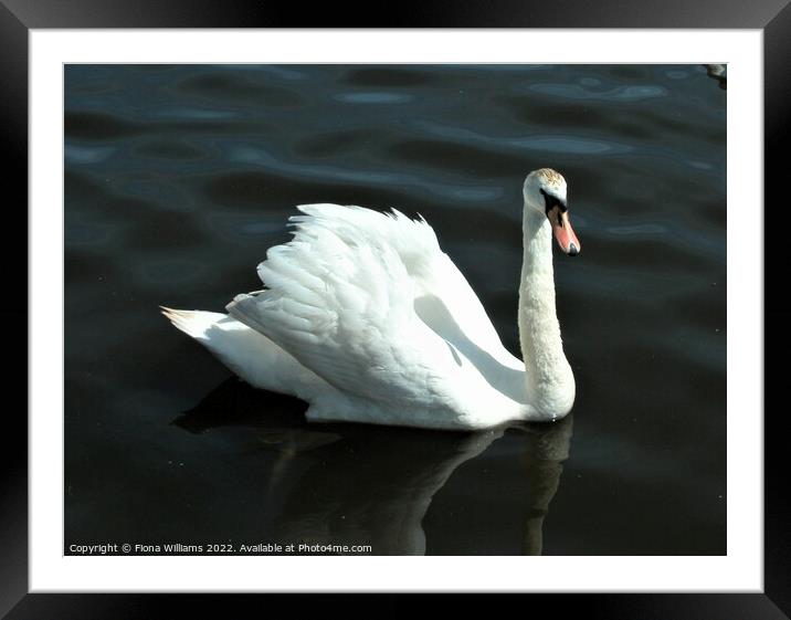 Single Swan on the water Framed Mounted Print by Fiona Williams