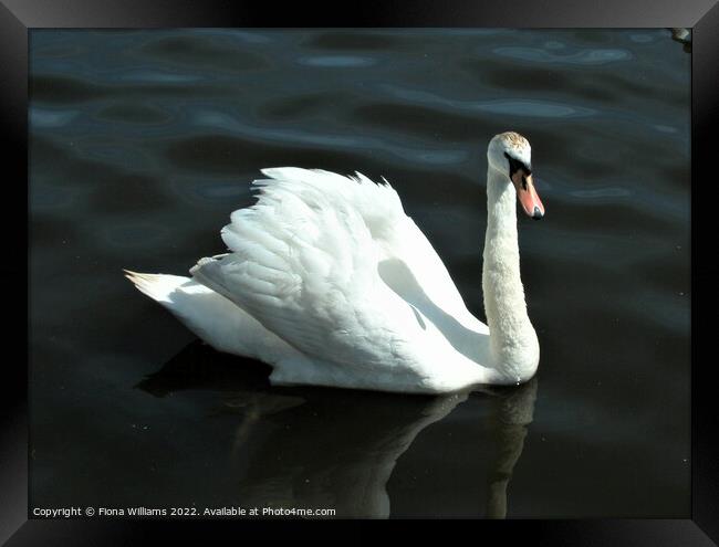 Single Swan on the water Framed Print by Fiona Williams