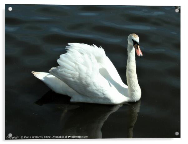 Single Swan on the water Acrylic by Fiona Williams