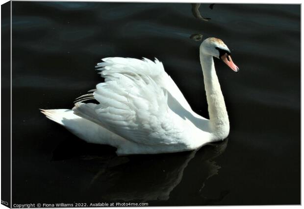 Beautiful Swan Canvas Print by Fiona Williams