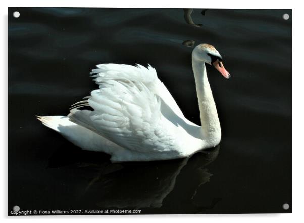 Beautiful Swan Acrylic by Fiona Williams