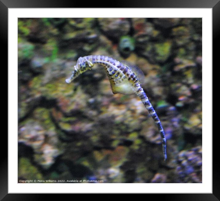 Seahorse in Motion Framed Mounted Print by Fiona Williams