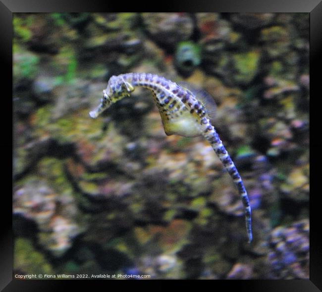 Seahorse in Motion Framed Print by Fiona Williams