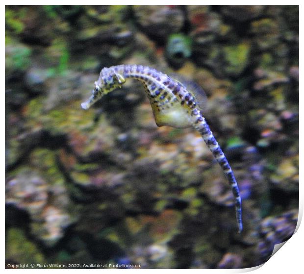 Seahorse in Motion Print by Fiona Williams