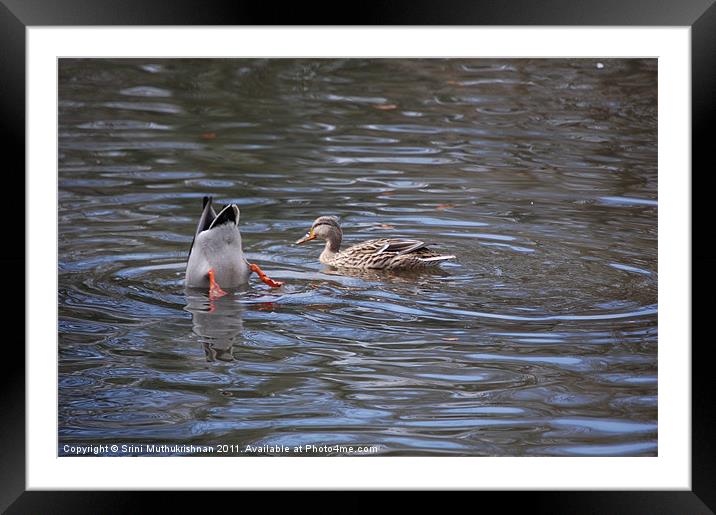 Ducking Duck Framed Mounted Print by Wood Stocker