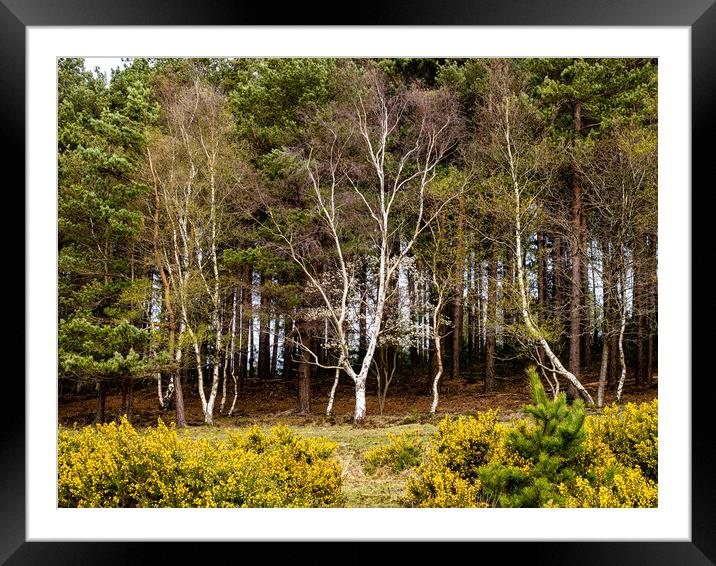 The White Trees Framed Mounted Print by Gerry Walden LRPS