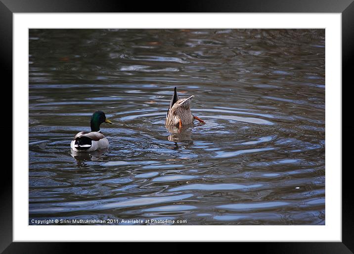 Ducking Duck 1 Framed Mounted Print by Wood Stocker