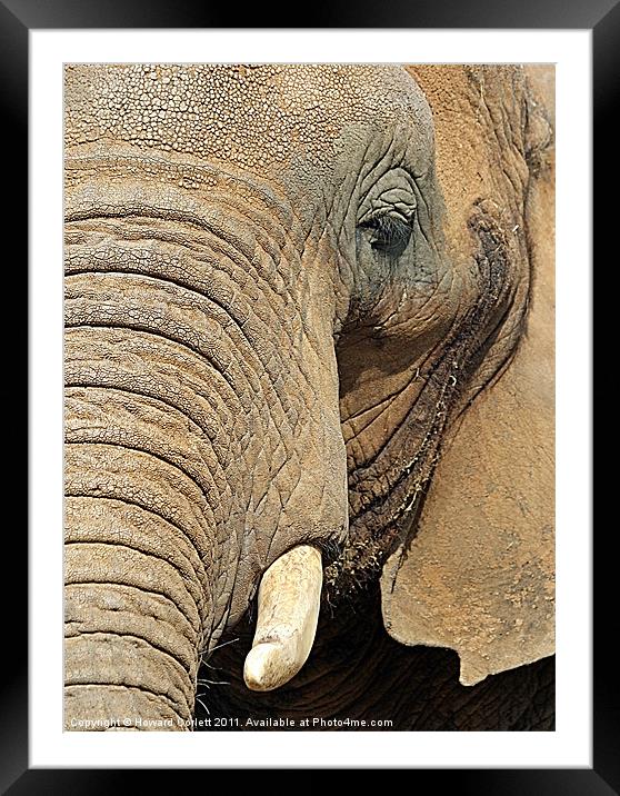Jumbo features! Framed Mounted Print by Howard Corlett