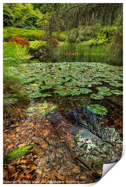 Monet's Backyard Print by Shaun Sharp