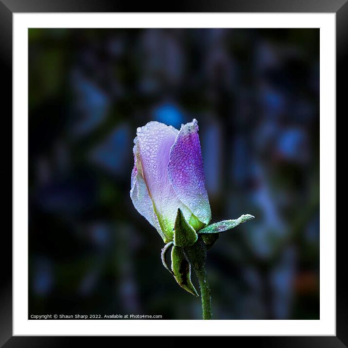 A Winter Rose Framed Mounted Print by Shaun Sharp