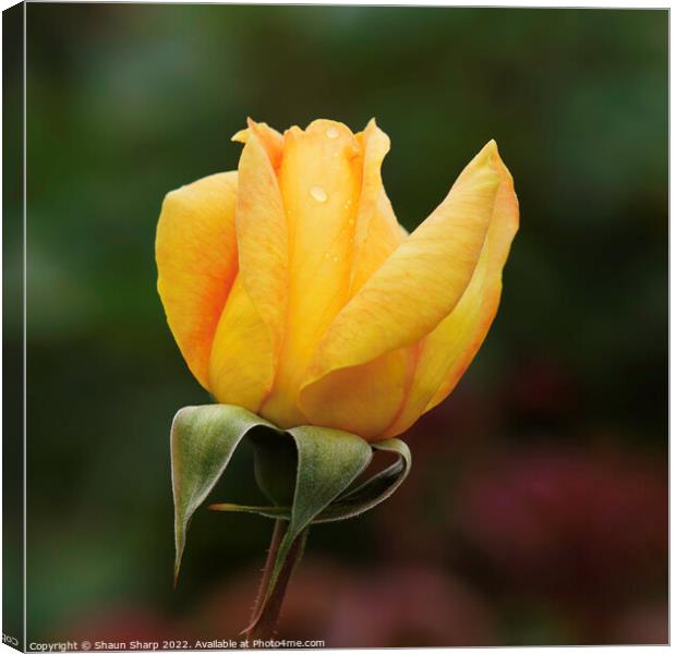 A Rose in Yellow Canvas Print by Shaun Sharp
