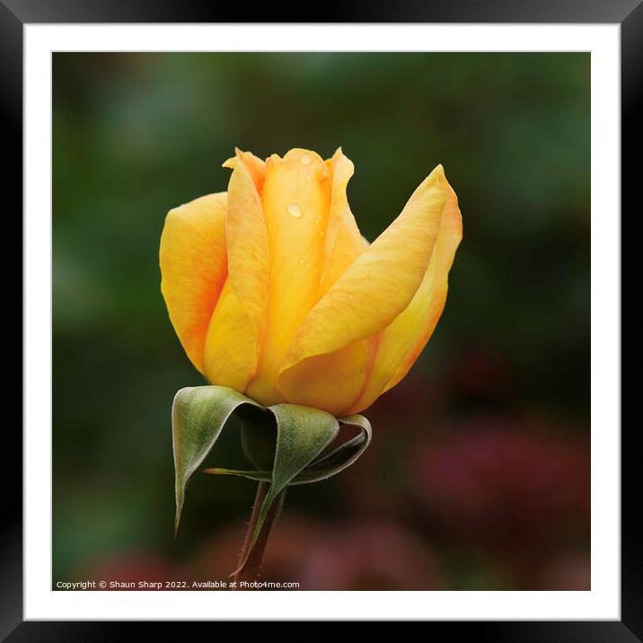A Rose in Yellow Framed Mounted Print by Shaun Sharp