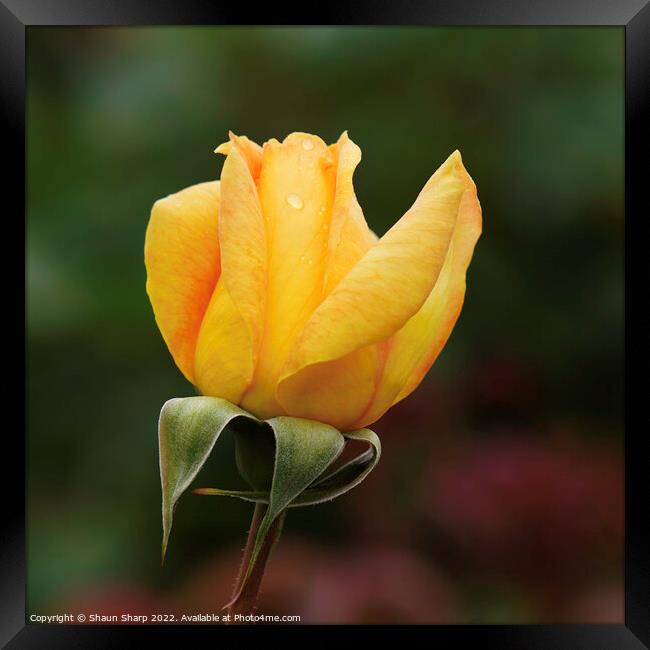 A Rose in Yellow Framed Print by Shaun Sharp