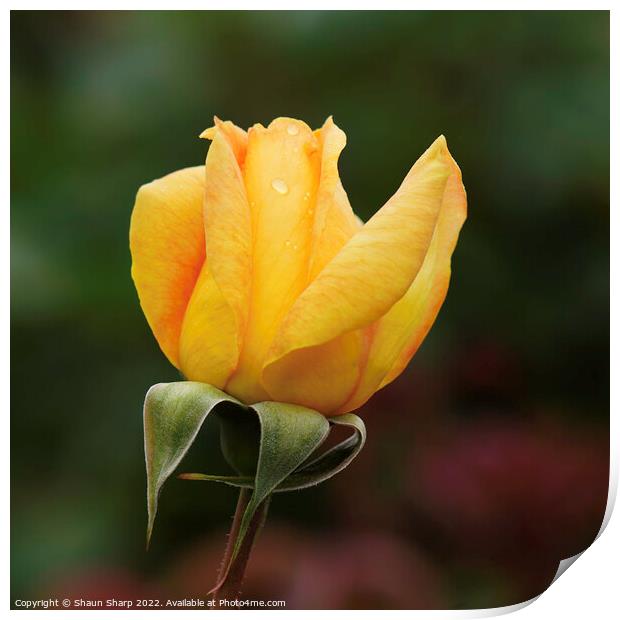 A Rose in Yellow Print by Shaun Sharp