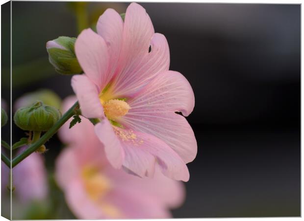 Plant flower Canvas Print by NITYANANDA MUKHERJEE