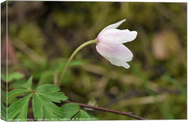Wood Anemone Canvas Print by Mary M Rodgers