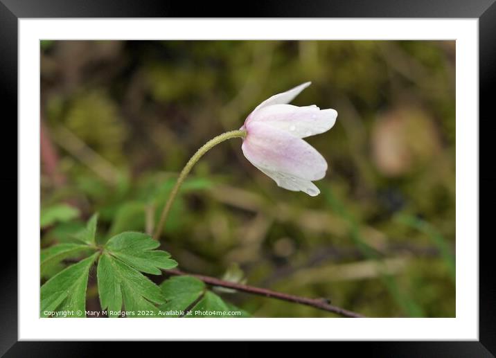 Wood Anemone Framed Mounted Print by Mary M Rodgers