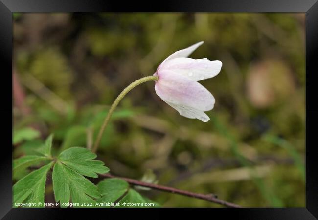 Wood Anemone Framed Print by Mary M Rodgers