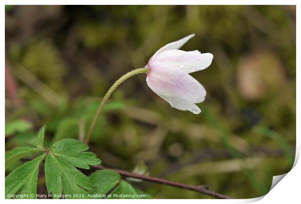 Wood Anemone Print by Mary M Rodgers