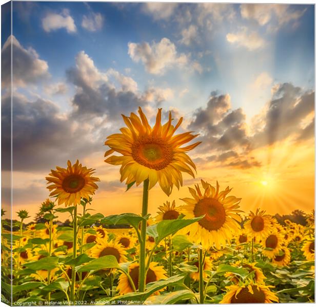 Sunset with beautiful sunflowers Canvas Print by Melanie Viola