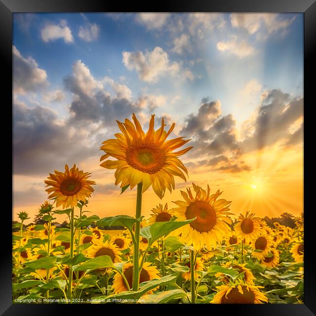 Sunset with beautiful sunflowers Framed Print by Melanie Viola