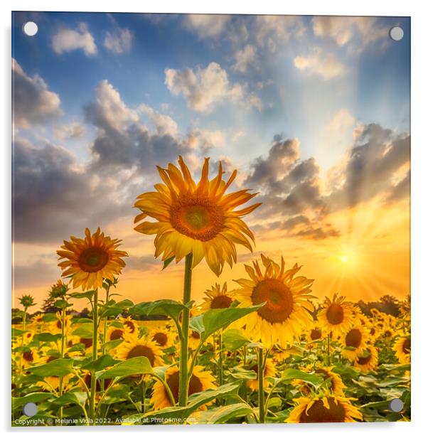 Sunset with beautiful sunflowers Acrylic by Melanie Viola