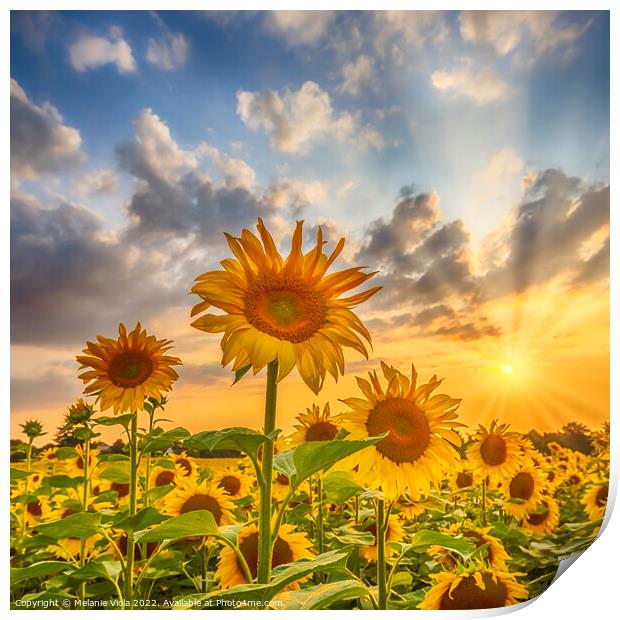 Sunset with beautiful sunflowers Print by Melanie Viola