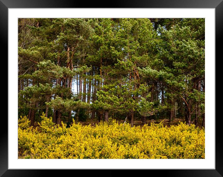 Yellow and Green Framed Mounted Print by Gerry Walden LRPS