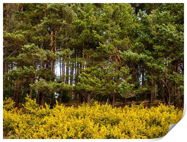 Yellow and Green Print by Gerry Walden LRPS