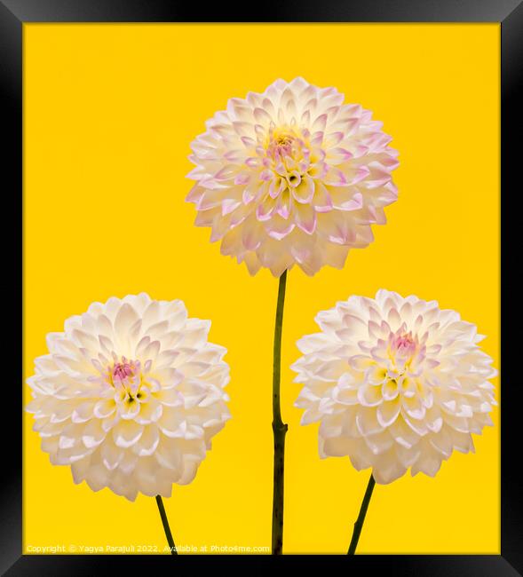 Beauty of Dahlia Framed Print by Yagya Parajuli