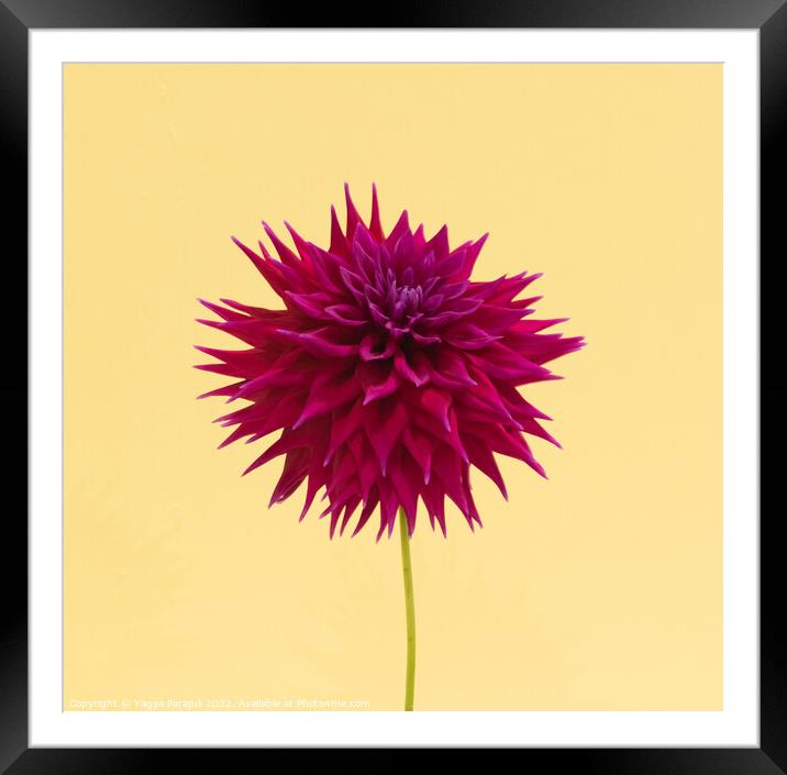 Beauty of Dahlia Framed Mounted Print by Yagya Parajuli