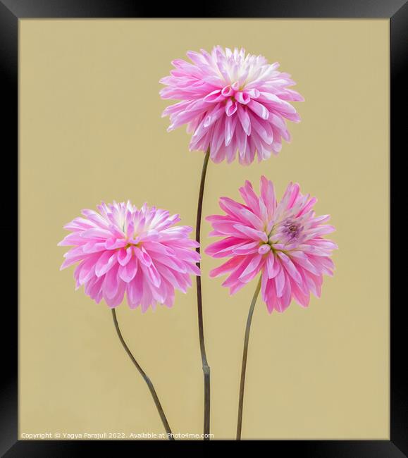 Beauty of Dahlia Framed Print by Yagya Parajuli