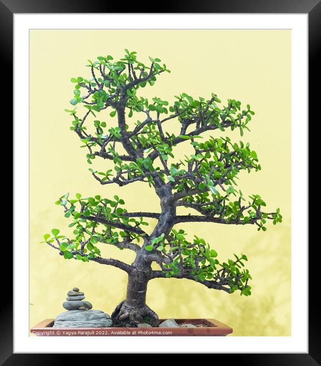 Chinese sweet plum called bonsai Framed Mounted Print by Yagya Parajuli