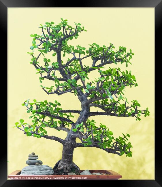 Chinese sweet plum called bonsai Framed Print by Yagya Parajuli
