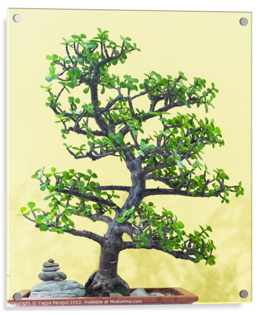 Chinese sweet plum called bonsai Acrylic by Yagya Parajuli