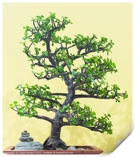 Chinese sweet plum called bonsai Print by Yagya Parajuli