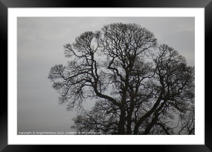 Tree and gray skies  Framed Mounted Print by Angel Perdomo