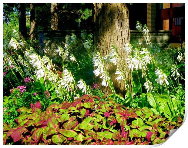 Flowers in the garden Print by Stephanie Moore